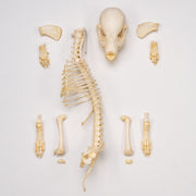 Real Domestic Dog Skeleton - Partial
