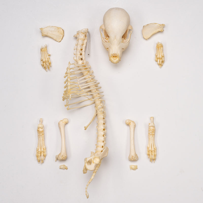 Real Domestic Dog Skeleton - Partial