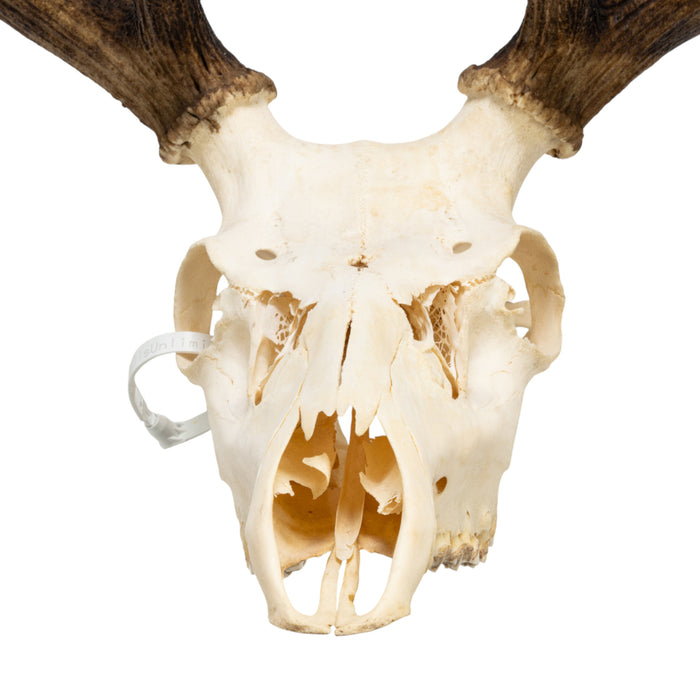 Real Red Deer Skull
