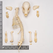Real Domestic Dog Skeleton - Partial