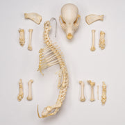 Real Domestic Dog Skeleton - Partial