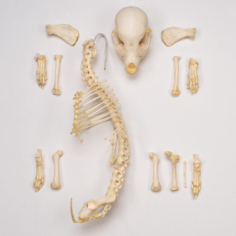 Real Domestic Dog Skeleton - Partial