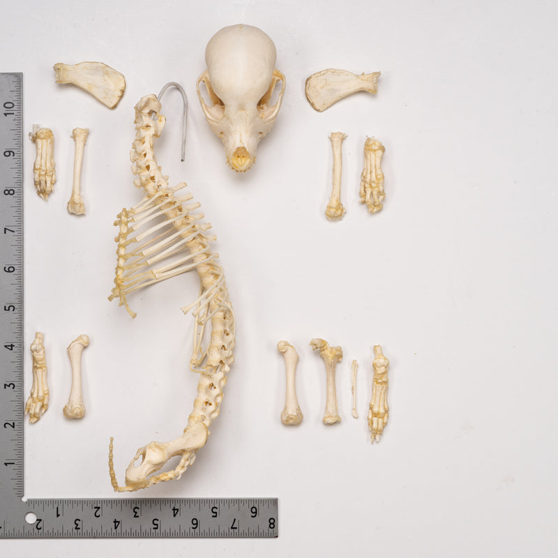 Real Domestic Dog Skeleton - Partial