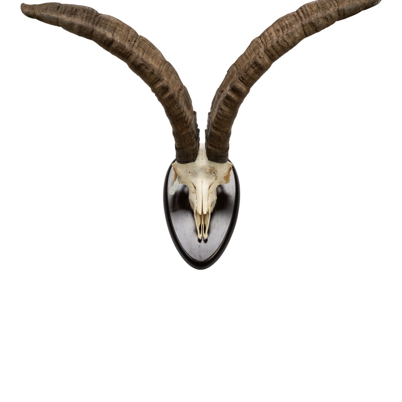 Real Beceite Spanish Ibex Skull