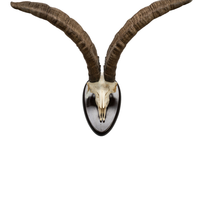 Real Beceite Spanish Ibex Skull