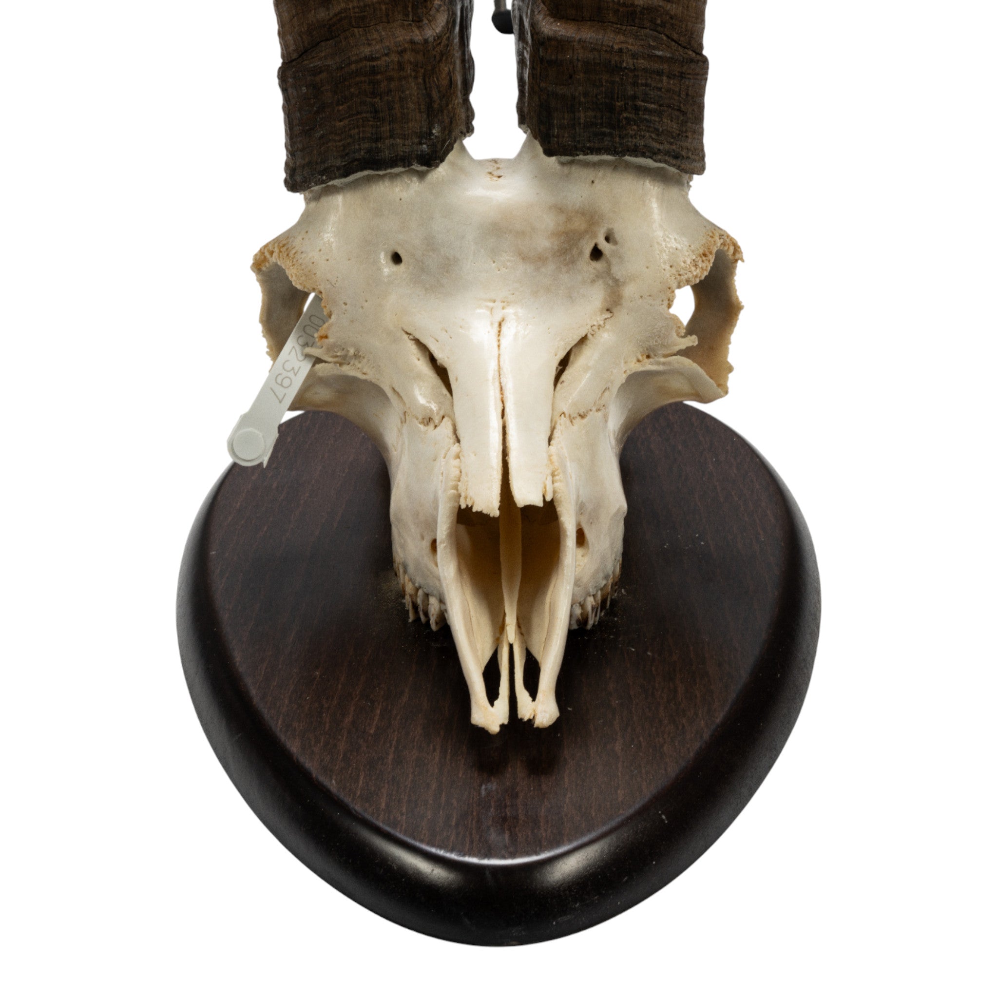 イノシシヘッドスカル Real Beceite Spanish Ibex Skull For Sale — Skulls Unlimited