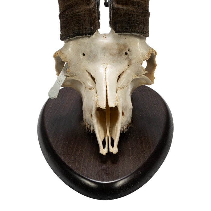 Real Beceite Spanish Ibex Skull