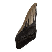 Real Megalodon Tooth - Half