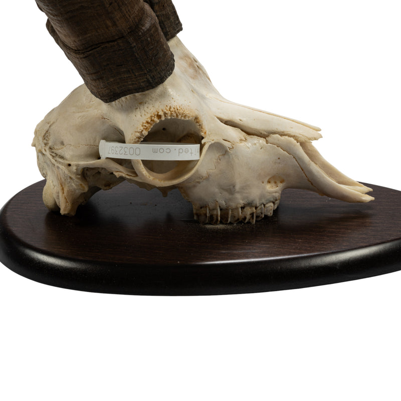 Real Beceite Spanish Ibex Skull