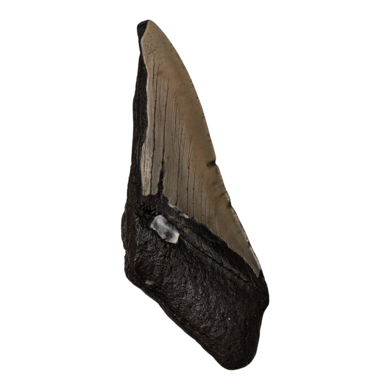 Real Megalodon Tooth - Half