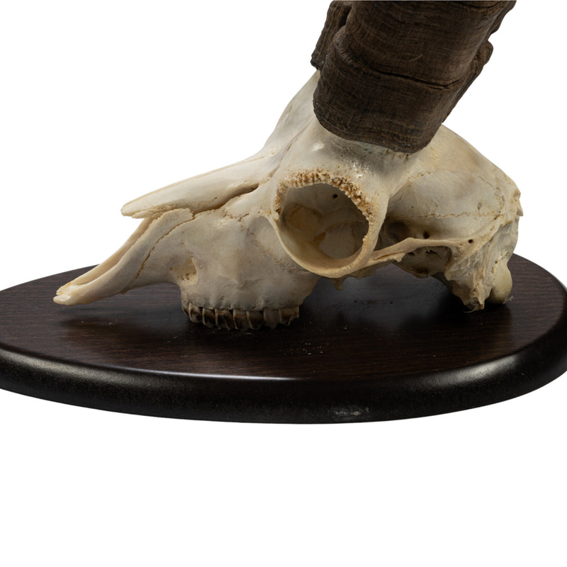 Real Beceite Spanish Ibex Skull