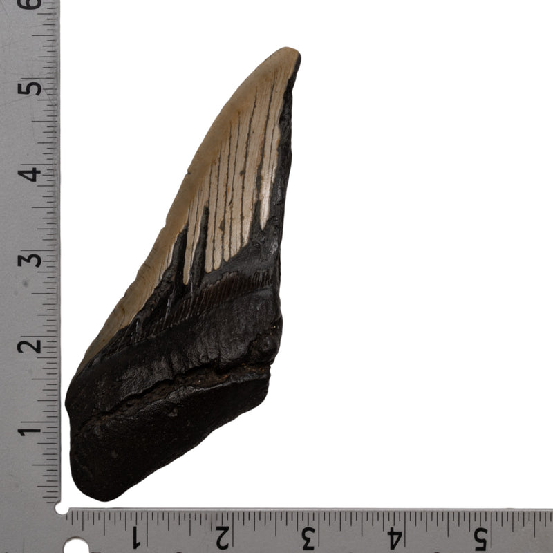 Real Megalodon Tooth - Half