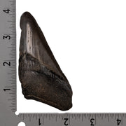 Real Megalodon Tooth - Half