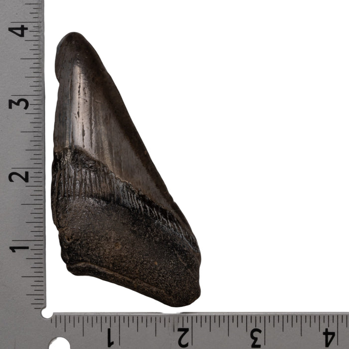 Real Megalodon Tooth - Half