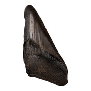 Real Megalodon Tooth - Half