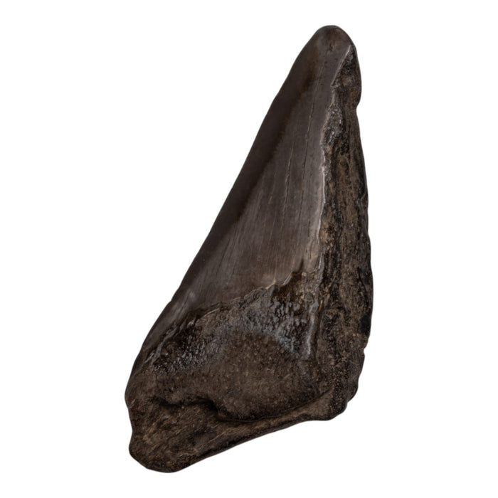 Real Megalodon Tooth - Half