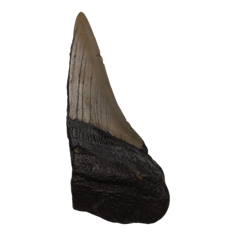 Real Megalodon Tooth - Half