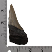 Real Megalodon Tooth - Half