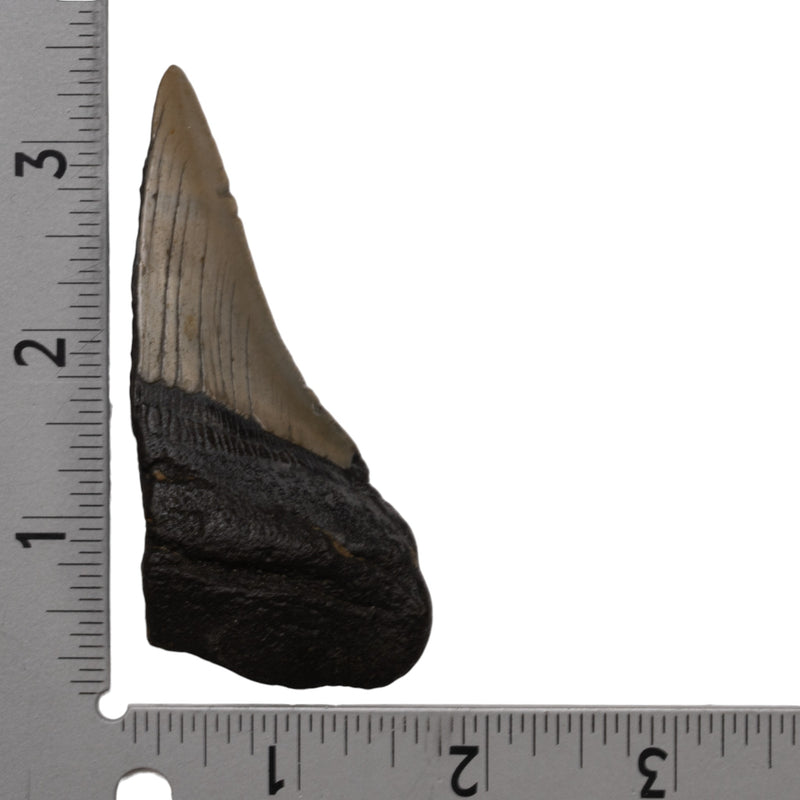 Real Megalodon Tooth - Half