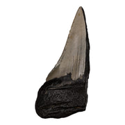 Real Megalodon Tooth - Half