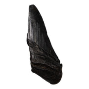 Real Megalodon Tooth - Half