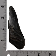 Real Megalodon Tooth - Half