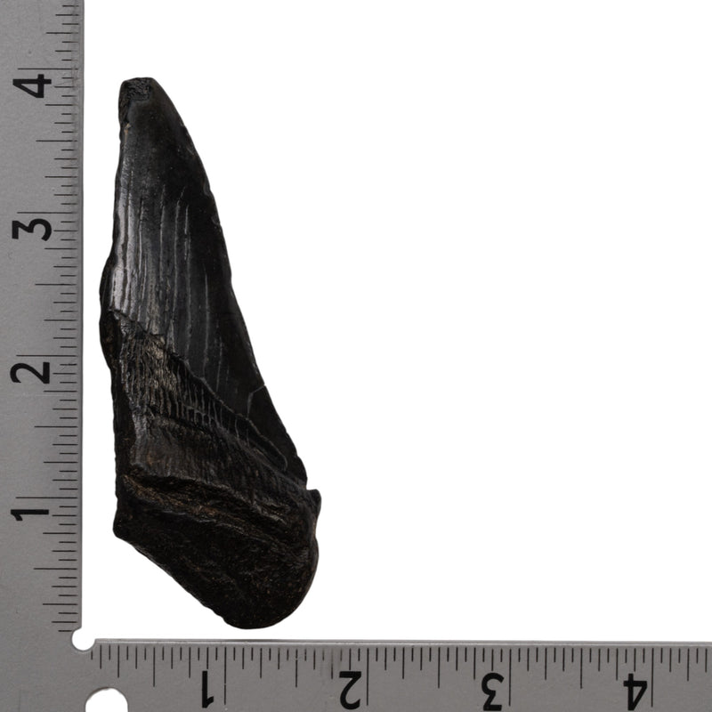 Real Megalodon Tooth - Half