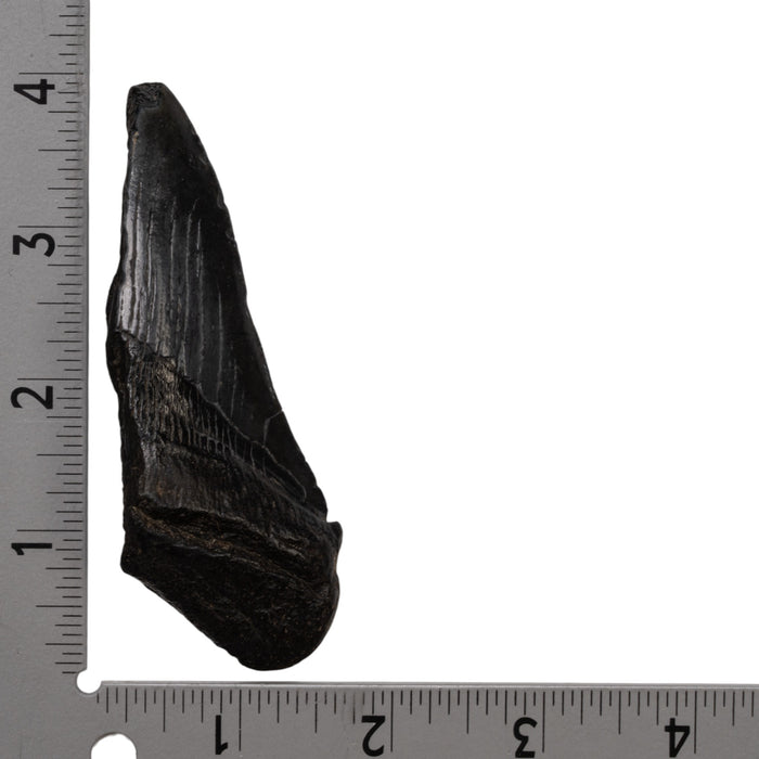 Real Megalodon Tooth - Half
