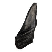 Real Megalodon Tooth - Half