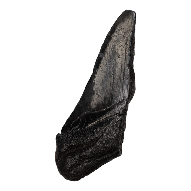 Real Megalodon Tooth - Half