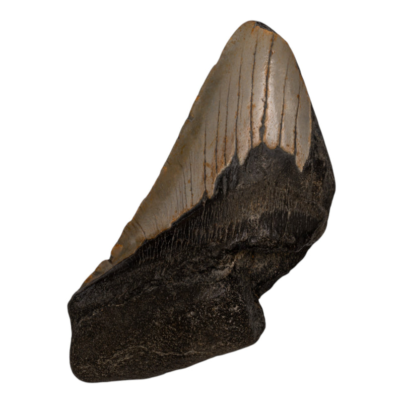 Real Megalodon Tooth - Half