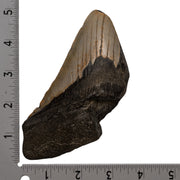 Real Megalodon Tooth - Half