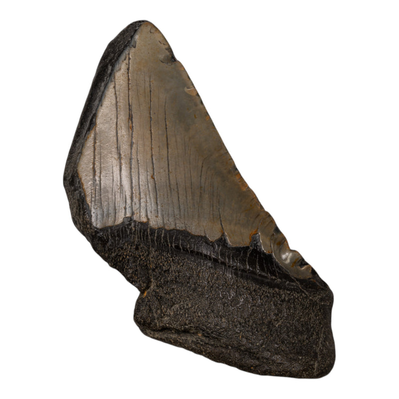 Real Megalodon Tooth - Half