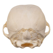 Real Domestic Dog Skeleton - Partial