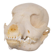 Real Domestic Dog Skeleton - Partial