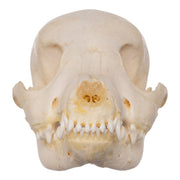 Real Domestic Dog Skeleton - Partial