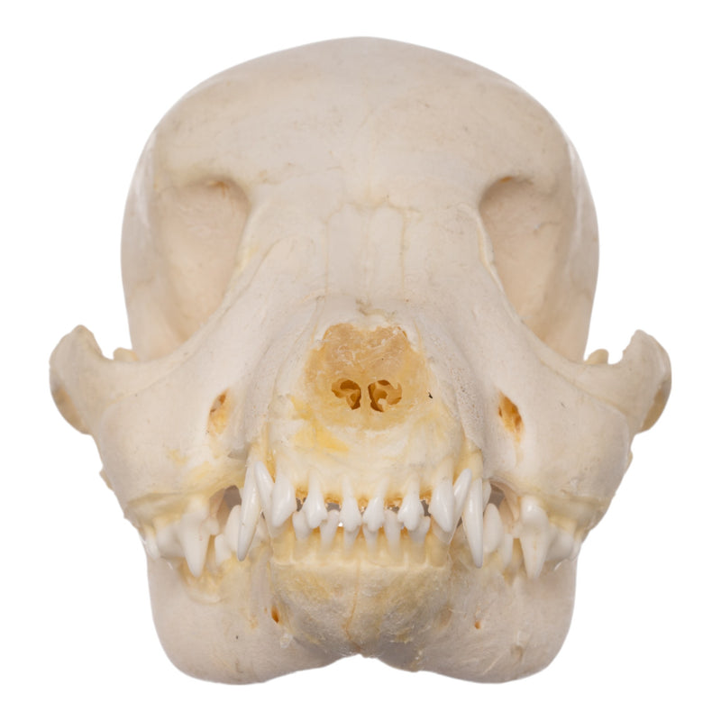 Real Domestic Dog Skeleton - Partial