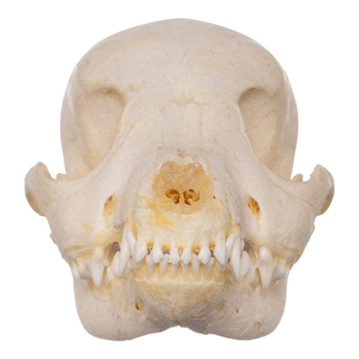 Real Domestic Dog Skeleton - Partial