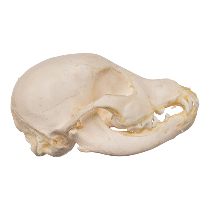 Real Domestic Dog Skeleton - Partial