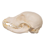 Real Domestic Dog Skeleton - Partial