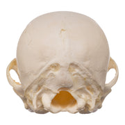 Real Domestic Dog Skeleton - Partial