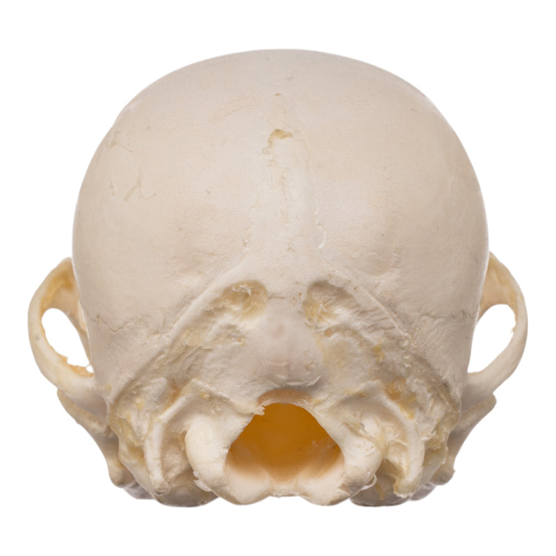 Real Domestic Dog Skeleton - Partial