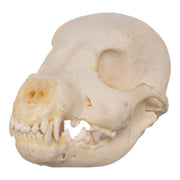 Real Domestic Dog Skeleton - Partial