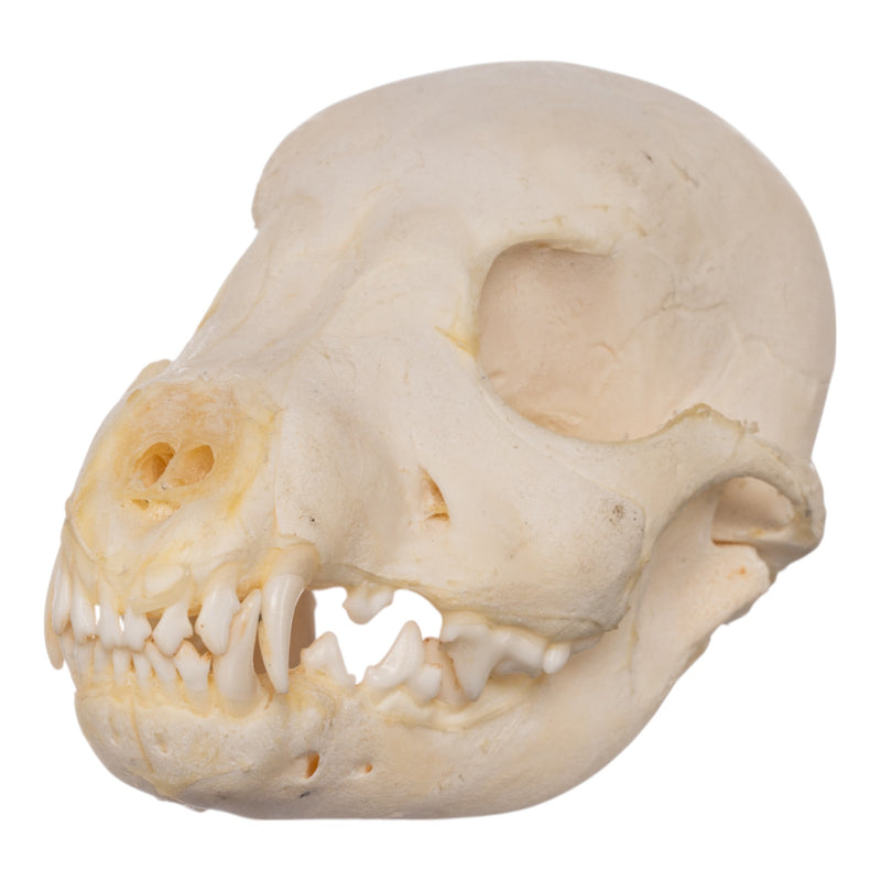 Real Domestic Dog Skeleton - Partial
