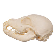 Real Domestic Dog Skeleton - Partial
