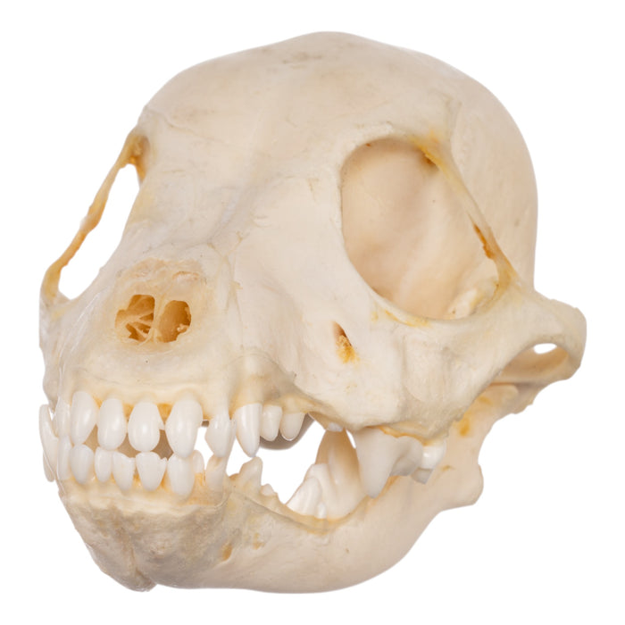 Real Domestic Dog Skeleton - Partially Articulated