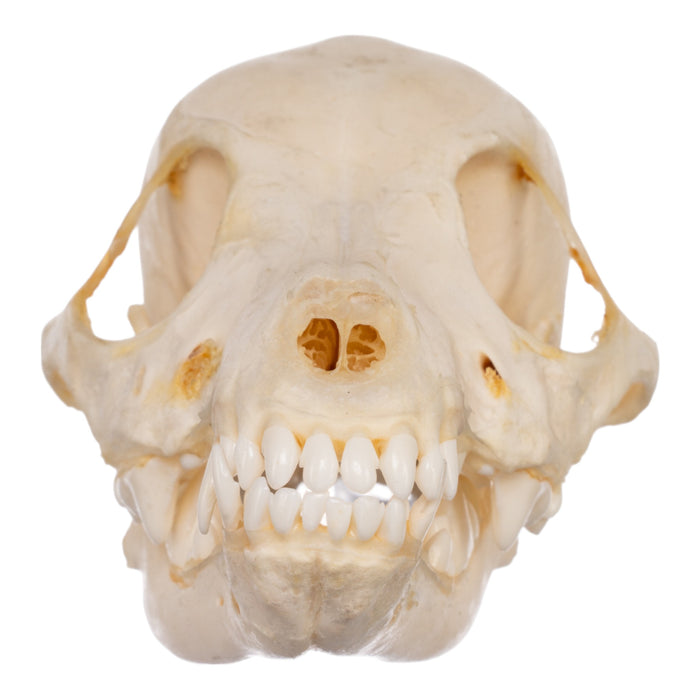 Real Domestic Dog Skeleton - Partially Articulated