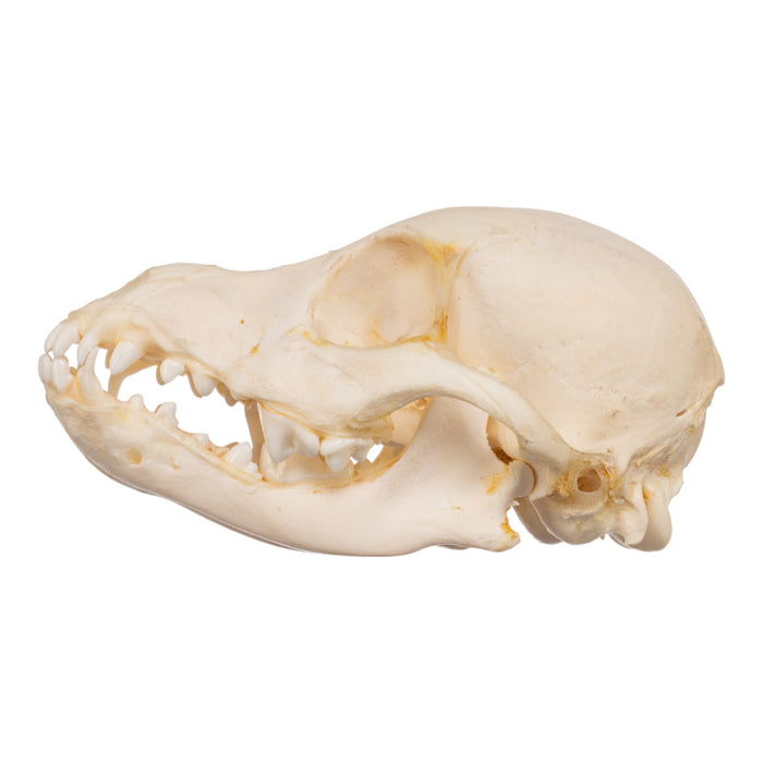 Real Domestic Dog Skeleton - Partially Articulated
