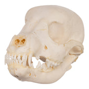 Real Domestic Dog Skeleton - Partial
