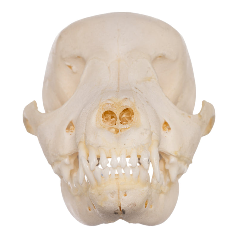 Real Domestic Dog Skeleton - Partial